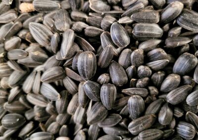 Graines de tournesol noires